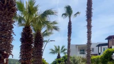 Türkiye 'nin Bodrum kenti yakınlarındaki güneşli palmiye yolu, modern beyaz villaları ve huzurlu kıyı yolu boyunca yemyeşil.