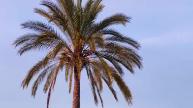 Uzun bir palmiye ağacı soluk mavi bir gökyüzüne karşı duruyor, yaprakları ılık kıyı esintisinde yavaşça sallanıyor, ağır çekimde..