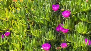 Türkiye 'nin Bodrum kenti yakınlarındaki parlak kıyı güneşinde yoğun sulu yapraklar arasında canlı mor çiçekler açar..