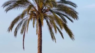 Uzun bir palmiye ağacı soluk mavi bir gökyüzüne karşı duruyor, yaprakları ılık kıyı esintisinde yavaşça sallanıyor, ağır çekimde..