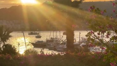 Türkiye 'nin Bodrum kenti yakınlarındaki huzurlu bir marinada altın gün batımı ışığı akıyor. Yelkenliler önde, çiçekler ön planda, yavaş çekimde parlıyor..