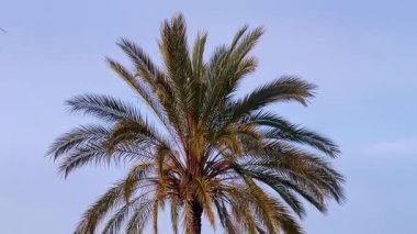 Uzun bir palmiye ağacı soluk mavi bir gökyüzüne karşı duruyor, yaprakları ılık kıyı esintisinde yavaşça sallanıyor, ağır çekimde..