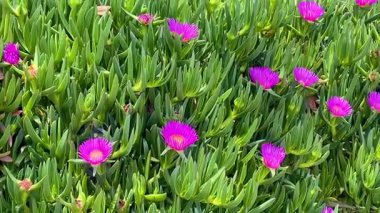 Türkiye 'nin Bodrum kenti yakınlarındaki parlak kıyı güneşinde yoğun sulu yapraklar arasında canlı mor çiçekler açar..