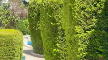 Türkiye 'nin Bodrum kenti yakınlarındaki villalar arasında yavaş çekimde yeşil bahçe yolu esiyor