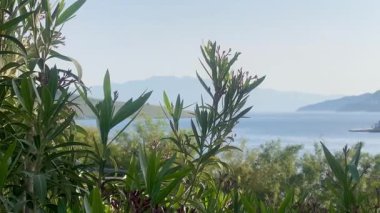 Yumuşak mavi deniz ve uzak tepeler Türkiye 'nin Bodrum kenti yakınlarındaki yapraklı dalların ötesine uzanır. Huzurlu bir sahil şeridi sabah ışığı ve yavaş çekim ile yıkanır.