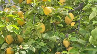 Altın meyvelerle dolup taşan güzel limon ağaçları güneşin altında yavaş çekimde güneşleniyor.