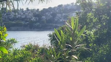 Zengin kıyı yaprakları tarafından çerçevelenen Türkiye 'nin Bodrum kenti yakınlarındaki yamaçtaki evler, öğleden sonra ışığı altında ışıldayan denizin üzerinde yavaşça yükseliyor.