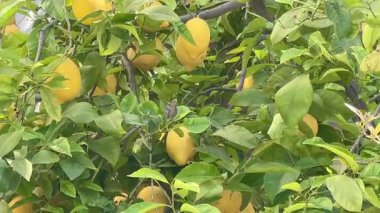 Altın meyvelerle dolup taşan güzel limon ağaçları güneşin altında yavaş çekimde güneşleniyor.