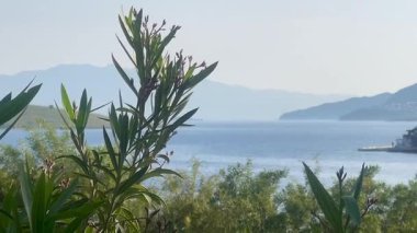 Yumuşak mavi deniz ve uzak tepeler Türkiye 'nin Bodrum kenti yakınlarındaki yapraklı dalların ötesine uzanır. Huzurlu bir sahil şeridi sabah ışığı ve yavaş çekim ile yıkanır.