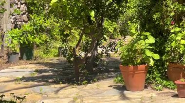 Türkiye 'nin Bodrum kenti yakınlarındaki gölgeli bahçe avlusu, terracotta tencereleri, taş kenarları ve bol Akdeniz yeşili.