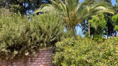 Türkiye 'nin Bodrum kenti yakınlarında parlak mavi bir Akdeniz gökyüzünün altında palmiye ağaçları sıralanır.