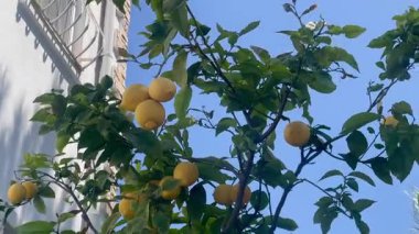 Altın meyvelerle dolup taşan güzel limon ağaçları güneşin altında yavaş çekimde güneşleniyor.