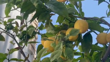 Altın meyvelerle dolup taşan güzel limon ağaçları güneşin altında yavaş çekimde güneşleniyor.
