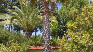Türkiye 'nin Bodrum kenti yakınlarında parlak mavi bir Akdeniz gökyüzünün altında palmiye ağaçları sıralanır.