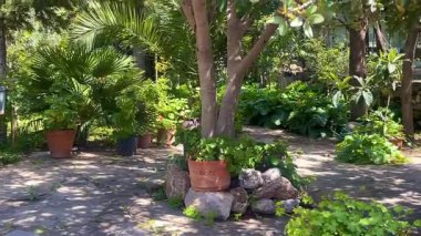 Türkiye 'nin Bodrum kenti yakınlarındaki gölgeli bahçe avlusu, terracotta tencereleri, taş kenarları ve bol Akdeniz yeşili.