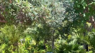 Türkiye 'nin Bodrum kenti yakınlarındaki gölgeli bahçe avlusu, terracotta tencereleri, taş kenarları ve bol Akdeniz yeşili.