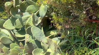 Türkiye 'nin Bodrum kenti yakınlarındaki yemyeşil bir bahçede günışığı armut kaktüsü ve Akdeniz yeşili