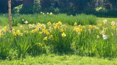 Parlak sarı ve beyaz bahar nergisleri çimlerde açan çiçekler güneşli bir günde, İngiliz kırsalında, yavaş çekim