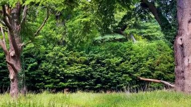 Antik ağaç gövdeleri ve uzun otlar İngiliz altın güneş ışığıyla yıkanmış yoğun yaz yapraklarının altında, ağır çekimde yakalanmış.