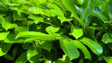 Yoğun yaz çitlerinde parlak yeşil yapraklar, parlak güneş ışığı ile aydınlatılmış canlı renk ve doğal doku detayı, yavaş çekim