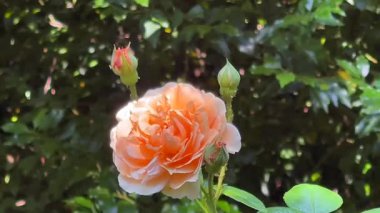 Yumuşak kırsal güneş ışığı altında yemyeşil, şeftali yaprakları odaklı narin çiçek bahçesi, yavaş çekim