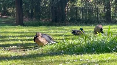 Bir grup ördek, İngiliz parkındaki ağaçların yakınındaki güneşli bir çimenlikte yürüyor ve dinleniyor.