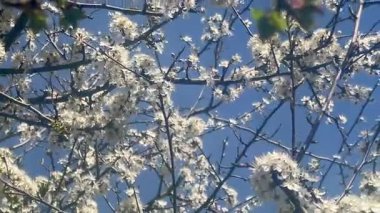 Güneşli bir günde, açık mavi gökyüzüne karşı yumuşak beyaz çiçeklerle kaplı, çiçek açan bir ağacın dalları.