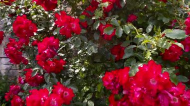 Parlak kırmızı çiçekleri tam çiçekle kaplayan eski bir taş bahçe duvarı, sık yeşil yapraklar çiçekleri çevreleyen, yavaş çekim