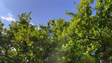 Yeşil yaz yapraklarıyla dolu ağaç dalları, sakin bir kır bahçesinde, parlak mavi gökyüzünün altında yavaşça sallanıyor.