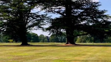 Uzun ağaçlı kırsal çimenler, güneşli çimlerin üzerine yumuşak gölgeler döküyor sessiz bir park yerinde, yavaş çekimde.