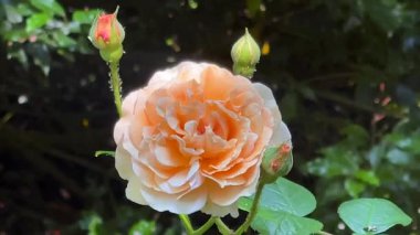 Yumuşak kırsal güneş ışığı altında yemyeşil, şeftali yaprakları odaklı narin çiçek bahçesi, yavaş çekim