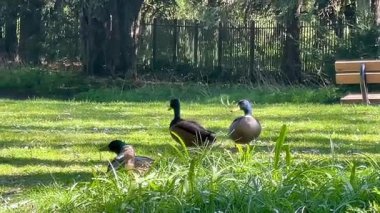 Bir grup ördek, İngiliz parkındaki ağaçların yakınındaki güneşli bir çimenlikte yürüyor ve dinleniyor.