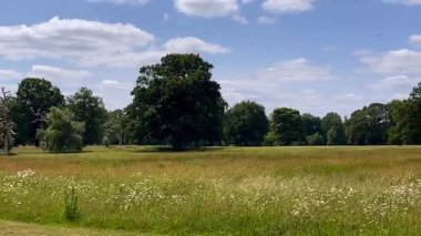 Uzun otlar ve dağınık ağaçlarla kaplı İngiliz çayır manzarası. Parlak bir yaz gökyüzü altında, ağır çekim..