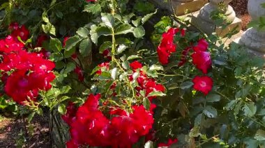 Parlak kırmızı çiçekleri tam çiçekle kaplayan eski bir taş bahçe duvarı, sık yeşil yapraklar çiçekleri çevreleyen, yavaş çekim