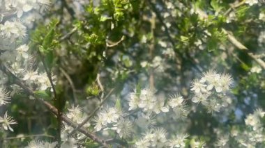 Narin beyaz çiçekler ve bahar zamanı taze yeşil yapraklarla dolu ağaç dallarında parlayan güneş ışığı, yavaş çekim.