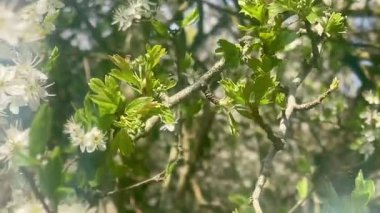 Narin beyaz çiçekler ve bahar zamanı taze yeşil yapraklarla dolu ağaç dallarında parlayan güneş ışığı, yavaş çekim.