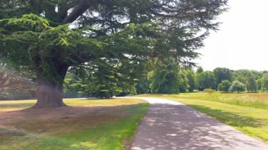Uzun ağaçlı kırsal çimenler, güneşli çimlerin üzerine yumuşak gölgeler döküyor sessiz bir park yerinde, yavaş çekimde.