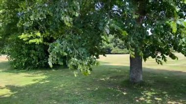 Uzun ağaçlı kırsal çimenler, güneşli çimlerin üzerine yumuşak gölgeler döküyor sessiz bir park yerinde, yavaş çekimde.