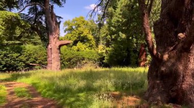 Antik ağaç gövdeleri ve uzun otlar İngiliz altın güneş ışığıyla yıkanmış yoğun yaz yapraklarının altında, ağır çekimde yakalanmış.