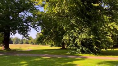 Uzun ağaçların altında yumuşak gölgeli, güneşli yeşil golf sahası. İngiliz kırsalında sakin bir yaz günü öğleden sonra, ağır çekim.