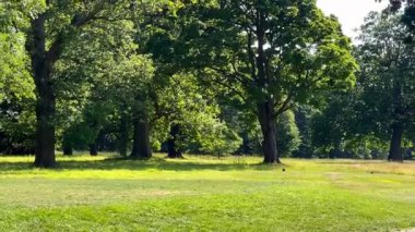 Uzun ağaçlı kırsal çimenler, güneşli çimlerin üzerine yumuşak gölgeler döküyor sessiz bir park yerinde, yavaş çekimde.