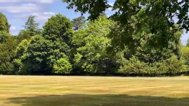 Uzun otlar ve dağınık ağaçlarla kaplı İngiliz çayır manzarası. Parlak bir yaz gökyüzü altında, ağır çekim..