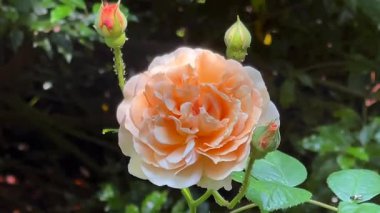 Yumuşak kırsal güneş ışığı altında yemyeşil, şeftali yaprakları odaklı narin çiçek bahçesi, yavaş çekim