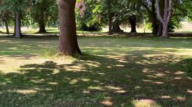 Uzun ağaçlı kırsal çimenler, güneşli çimlerin üzerine yumuşak gölgeler döküyor sessiz bir park yerinde, yavaş çekimde.