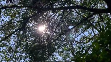 İngiliz kırsalında ılık bir yaz gününde yapraklı dalların arasından süzülen güneş ışığı, benekli ışık ve sessiz gölge, yavaş çekim