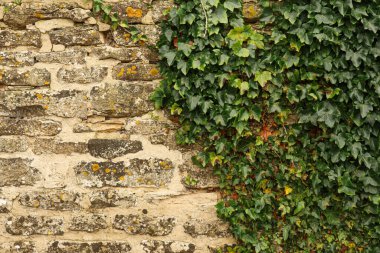 Tırmanan sarmaşık bitkileriyle kaplı taş duvar doğal organik elementlerle eski tuğlalar arasındaki zıtlığı gösteriyor. Cotswolds, İngiltere