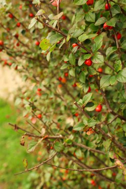 Cotoneaster bush branches showing numerous small red berries and green foliage. Representing autumn, winter, and garden beauty. Cotswolds, England