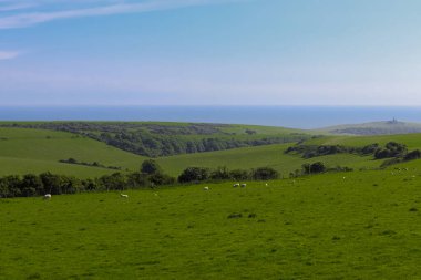 Açık mavi gökyüzünün altında, Manş Denizi 'ne bakan canlı yeşil otlaklarda otlayan koyunlar. Doğu Sussex kırsal bölgesi, İngiltere
