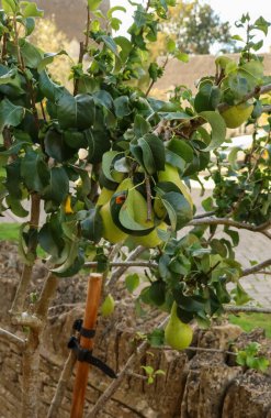 Armut dalları olgunlaşan yeşil meyveler taşralı bir duvarın karşısında sağlıklı bir büyüme gösteriyor. Cotswold kırsal, İngiltere