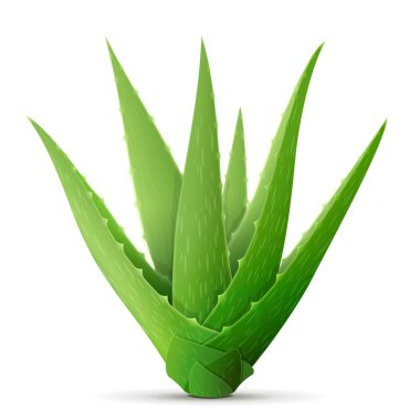 Tek aloe vera bitkisi beyaz arkaplanda izole edilmiş. Tüm aloe çalılarının yan görüntüsü. Bir sürü taze aloe yaprağı. İlaç, kozmetik, ilaç, gıda katkı maddesi vs. için vektör illüstrasyonu